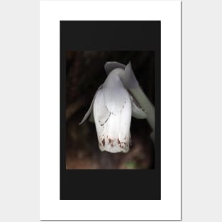 Monotropa uniflora (Indian pipe plant) flower close-up Posters and Art